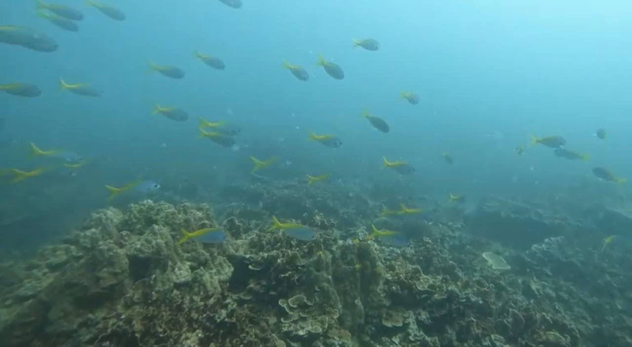 Fish