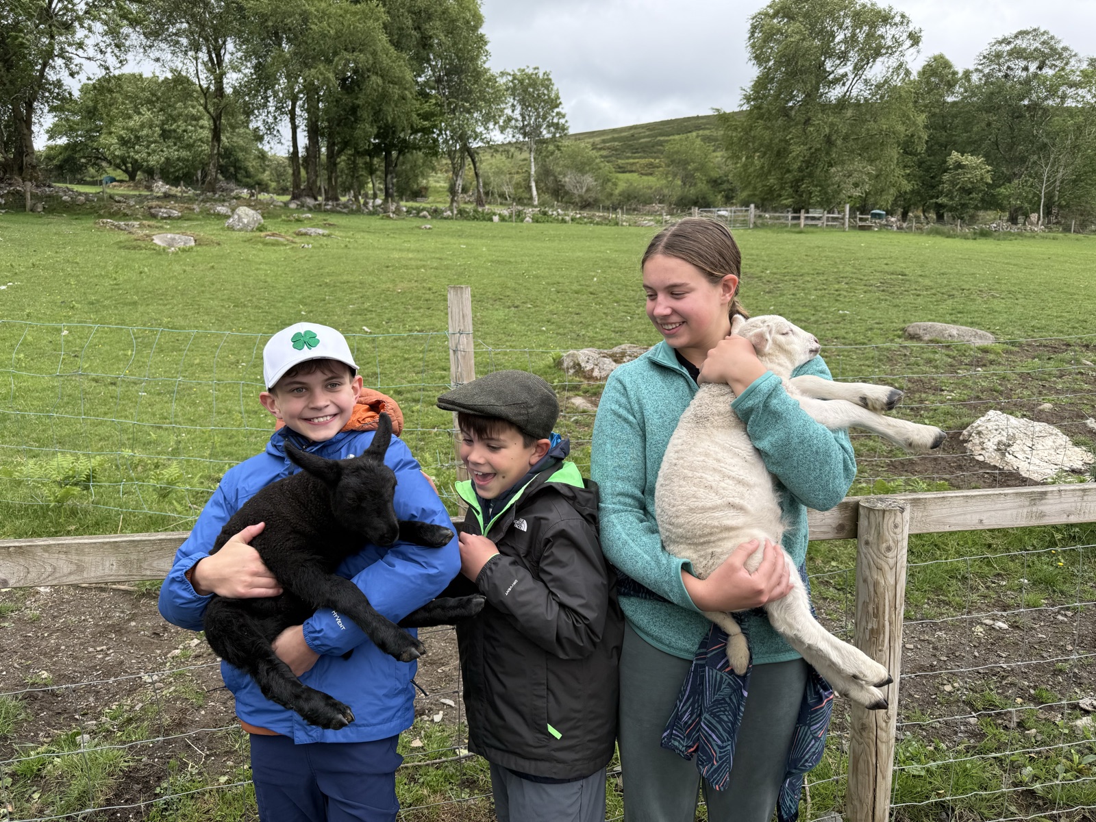 Holding lambs at the sheep farm