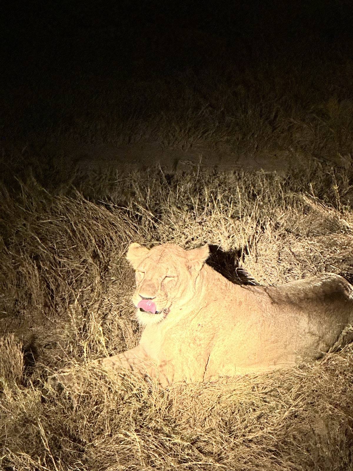 A lioness in the spotlight on the night drive