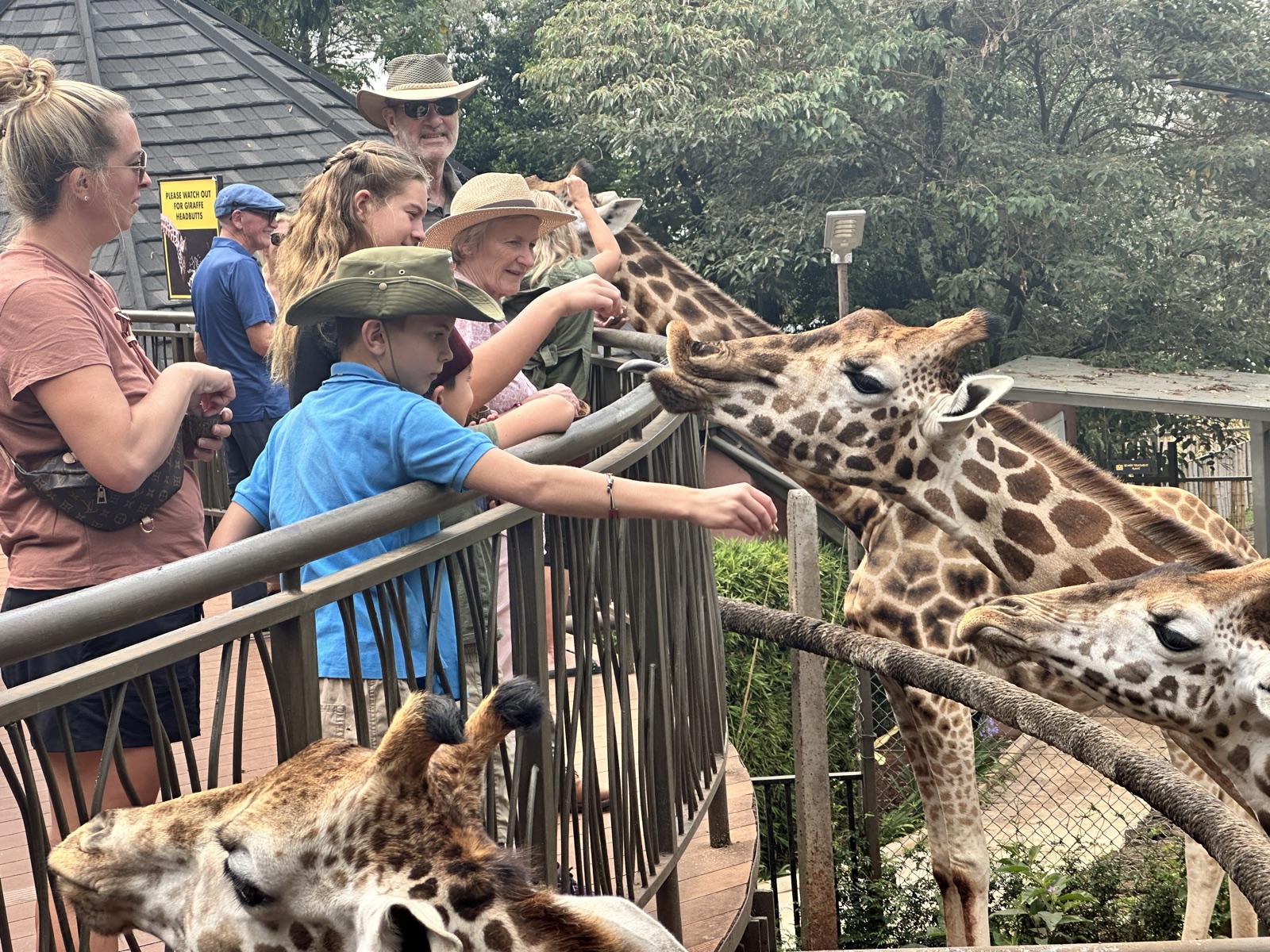 Feeding Rothschild's giraffes at the Giraffe Centre