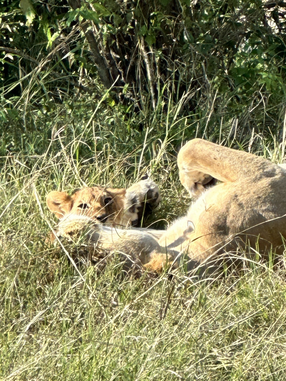 Lions resting in the long grass