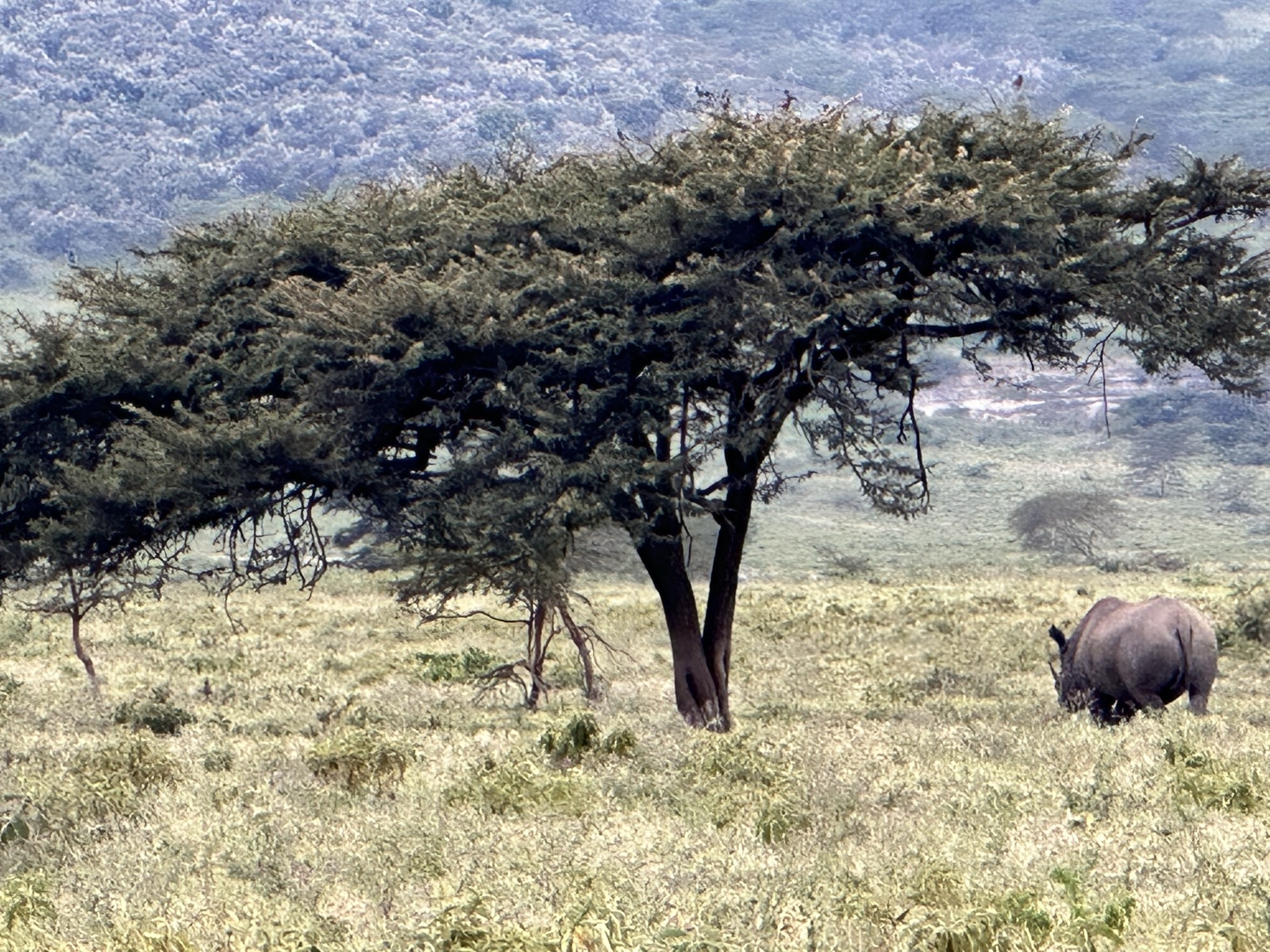 A rhino grazing under an acacia at Lake Nakuru