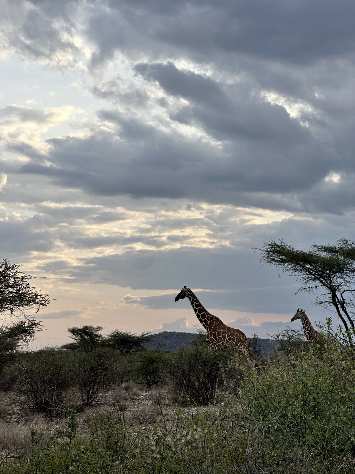 Reticulated giraffes at dusk in Samburu