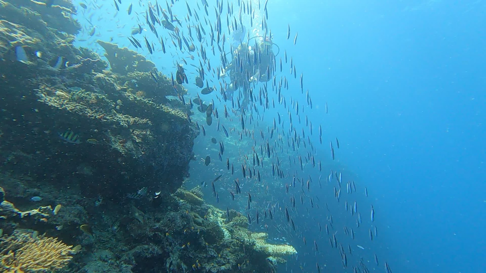 A school of fish along the reef wall